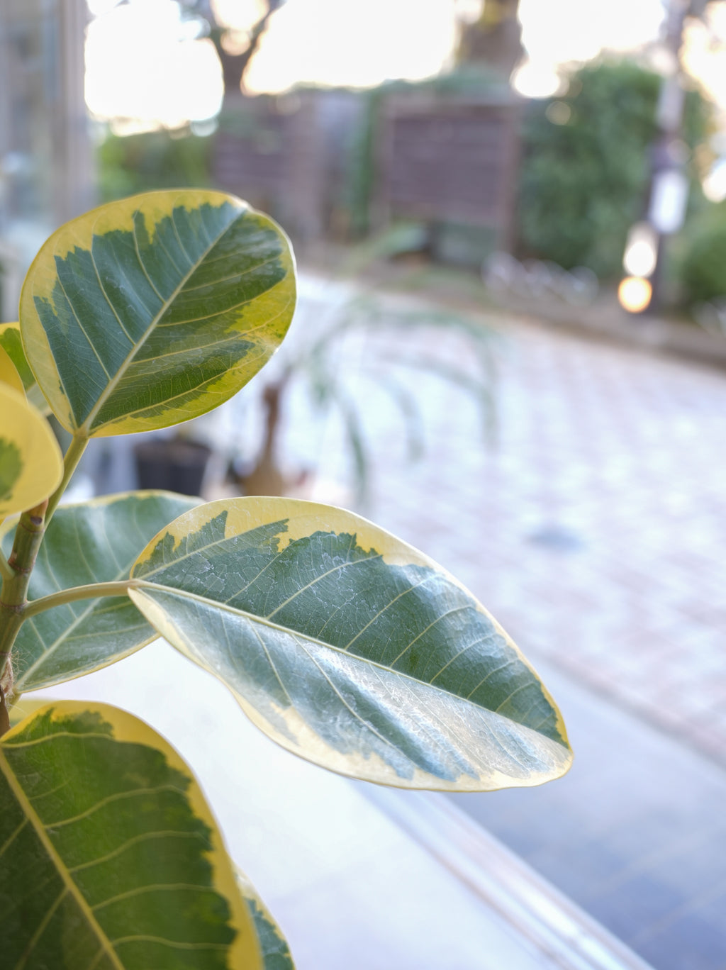 フィカス・アルテシマ 7号｜一点限り｜観葉植物販売 mamidori