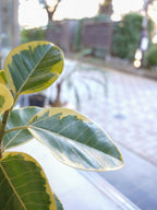 フィカス・アルテシマ 7号｜一点限り｜観葉植物販売 mamidori