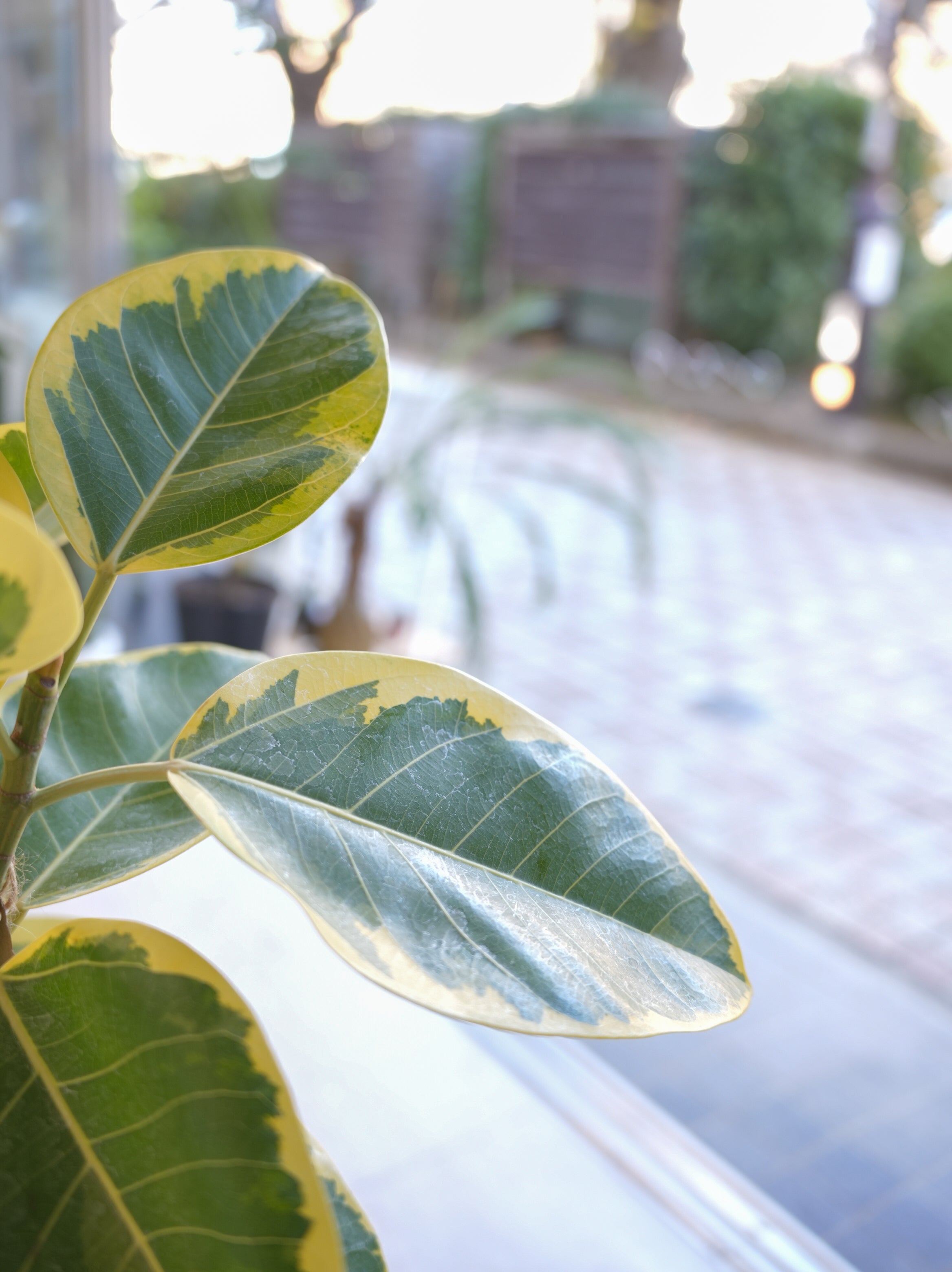 フィカス・アルテシマ 7号｜一点限り｜観葉植物販売 mamidori