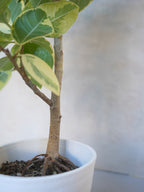 フィカス・アルテシマ 7号｜一点限り｜観葉植物販売 mamidori