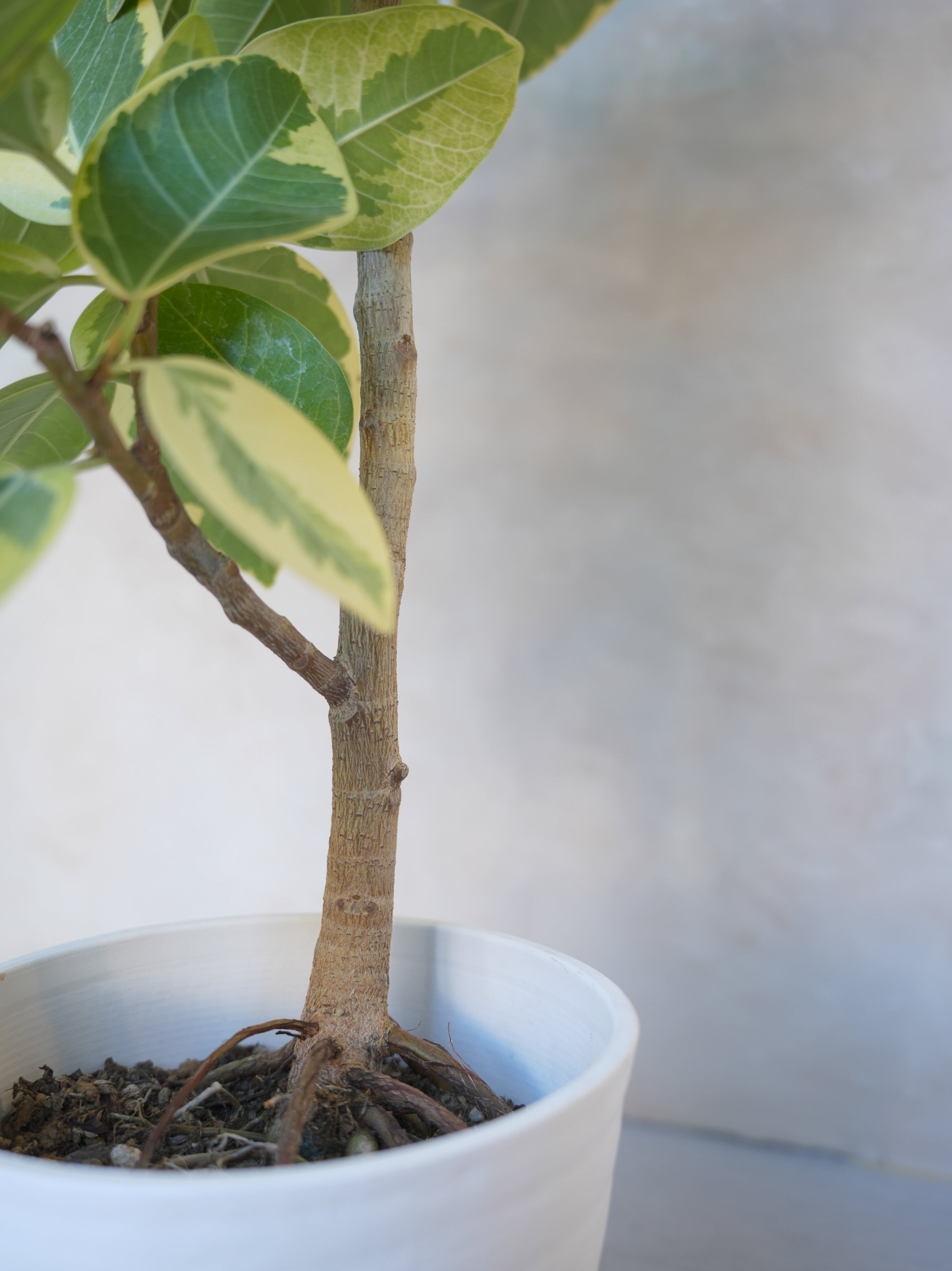 フィカス・アルテシマ 7号｜一点限り｜観葉植物販売 mamidori