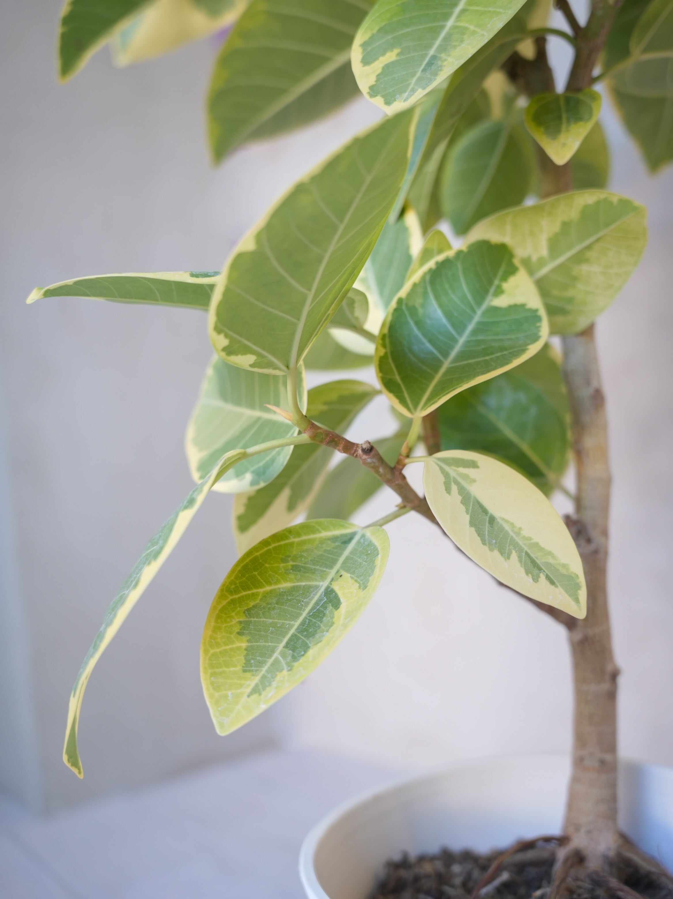 フィカス・アルテシマ 7号｜一点限り｜観葉植物販売 mamidori