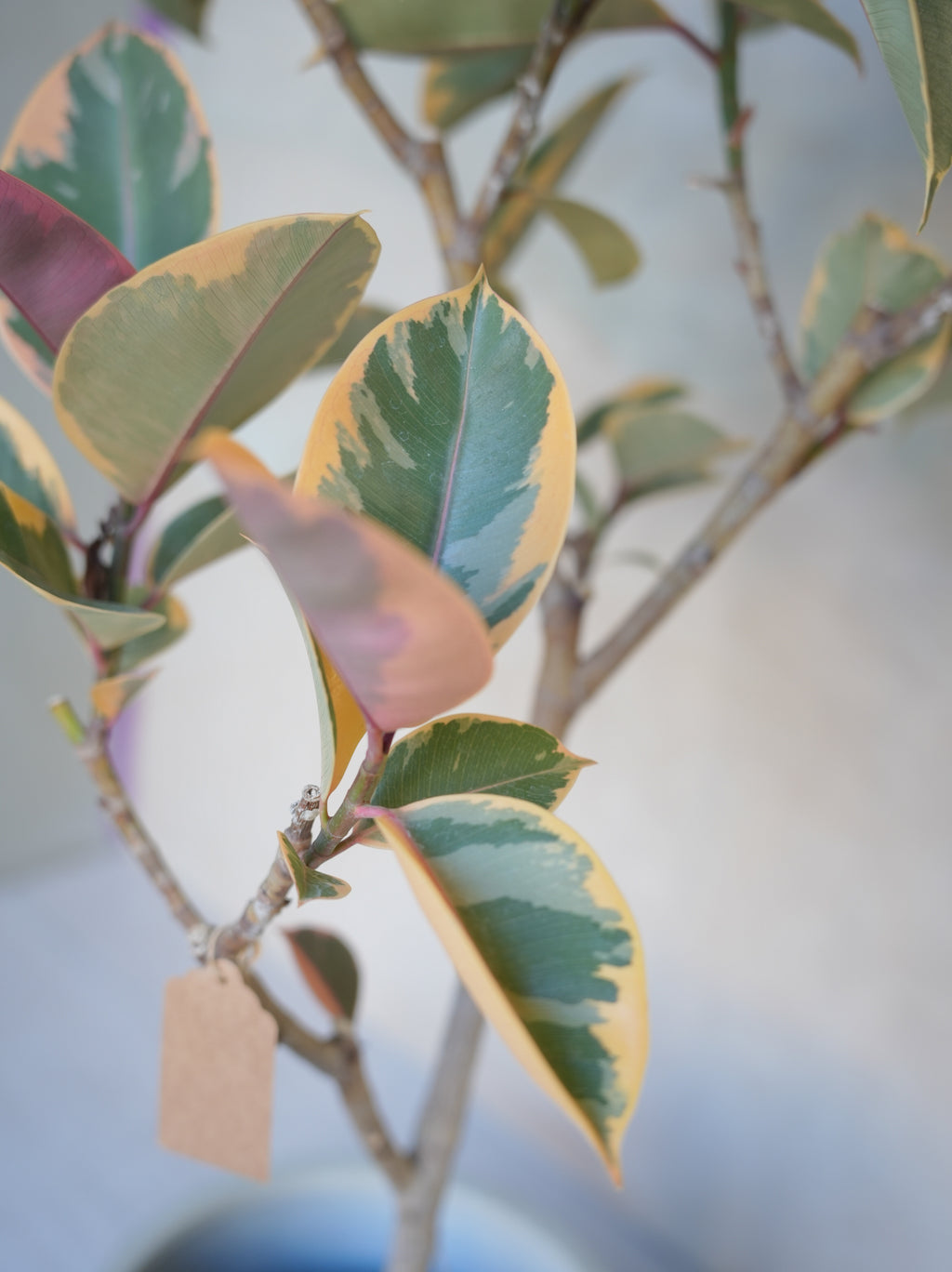 フィカスルビー 7号｜一点限り｜観葉植物販売 mamidori