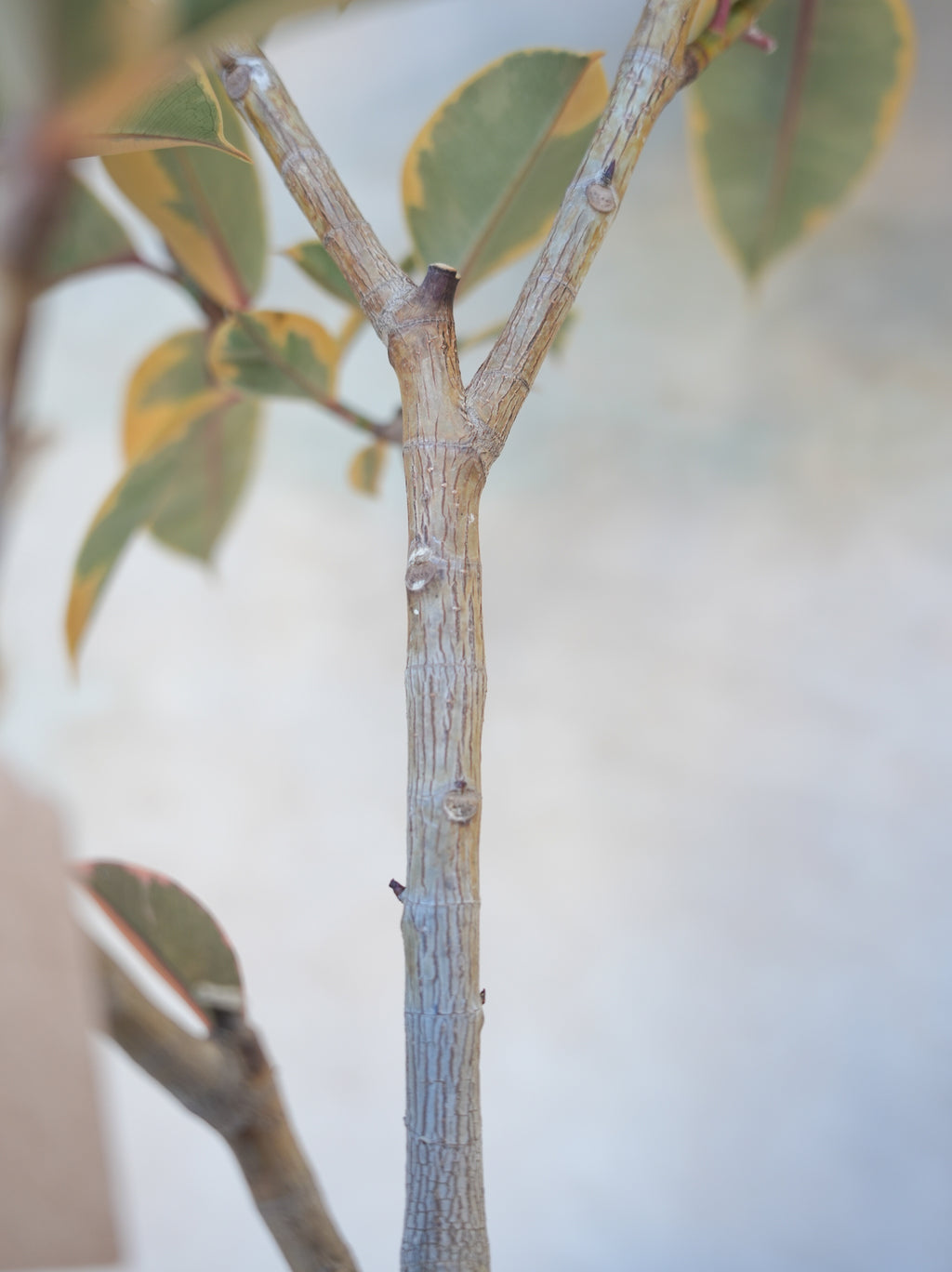 フィカスルビー 7号｜一点限り｜観葉植物販売 mamidori