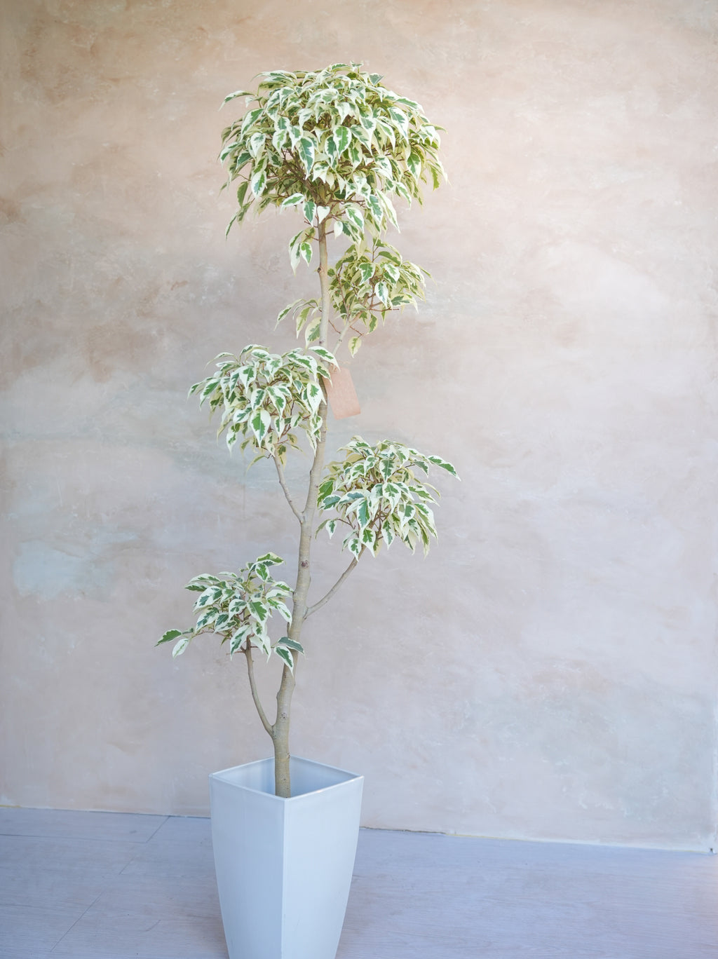 フィカス・ベンジャミン・スターライト 7号｜一点限り｜観葉植物販売 mamidori