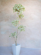 フィカス・ベンジャミン・スターライト 7号｜一点限り｜観葉植物販売 mamidori