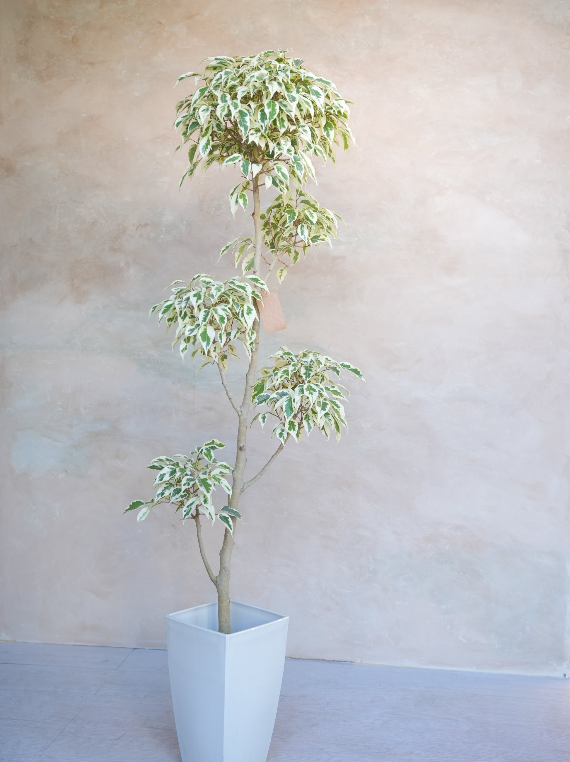 フィカス・ベンジャミン・スターライト 7号｜一点限り｜観葉植物販売 mamidori