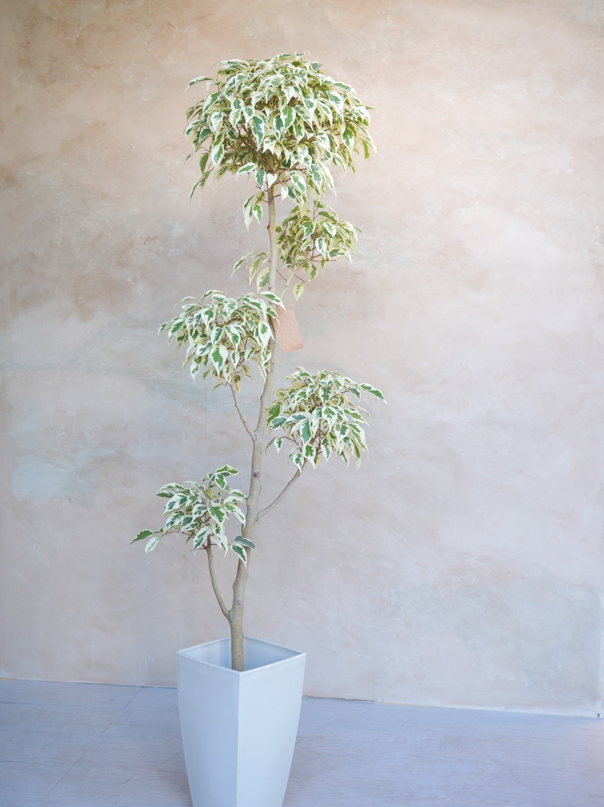 フィカス・ベンジャミン・スターライト 7号｜一点限り｜観葉植物販売 mamidori