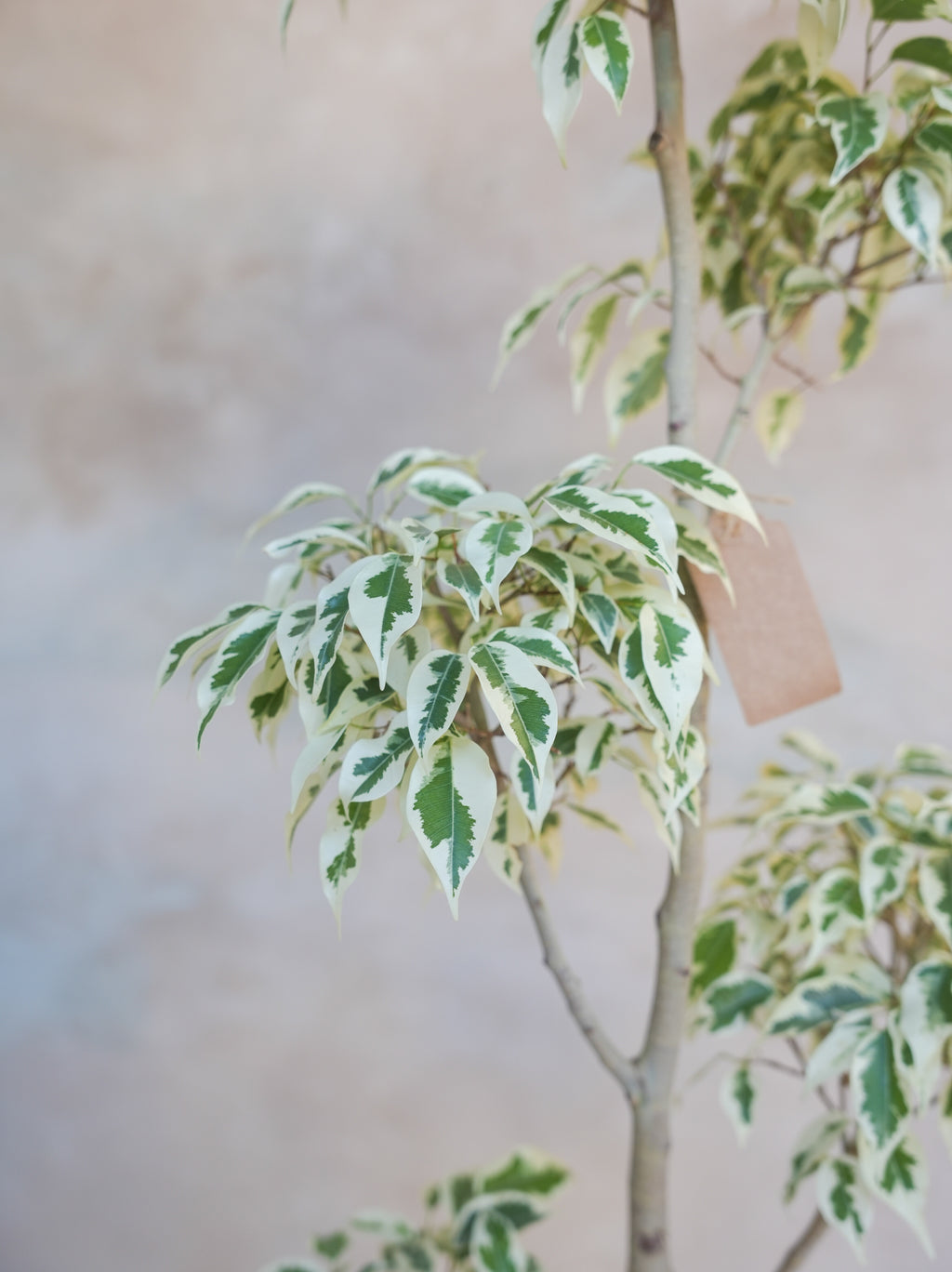 フィカス・ベンジャミン・スターライト 7号｜一点限り｜観葉植物販売 mamidori