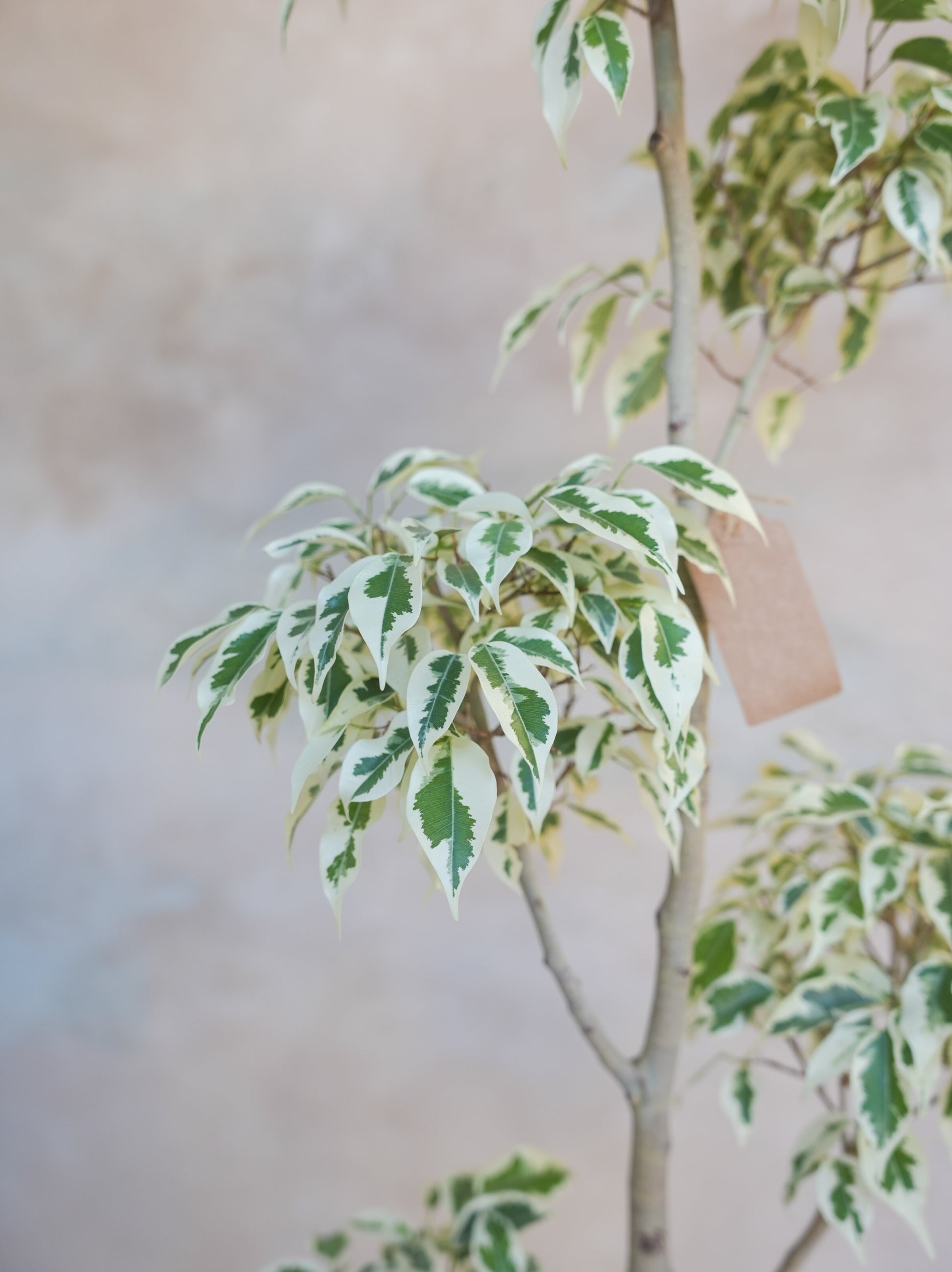 フィカス・ベンジャミン・スターライト 7号｜一点限り｜観葉植物販売 mamidori