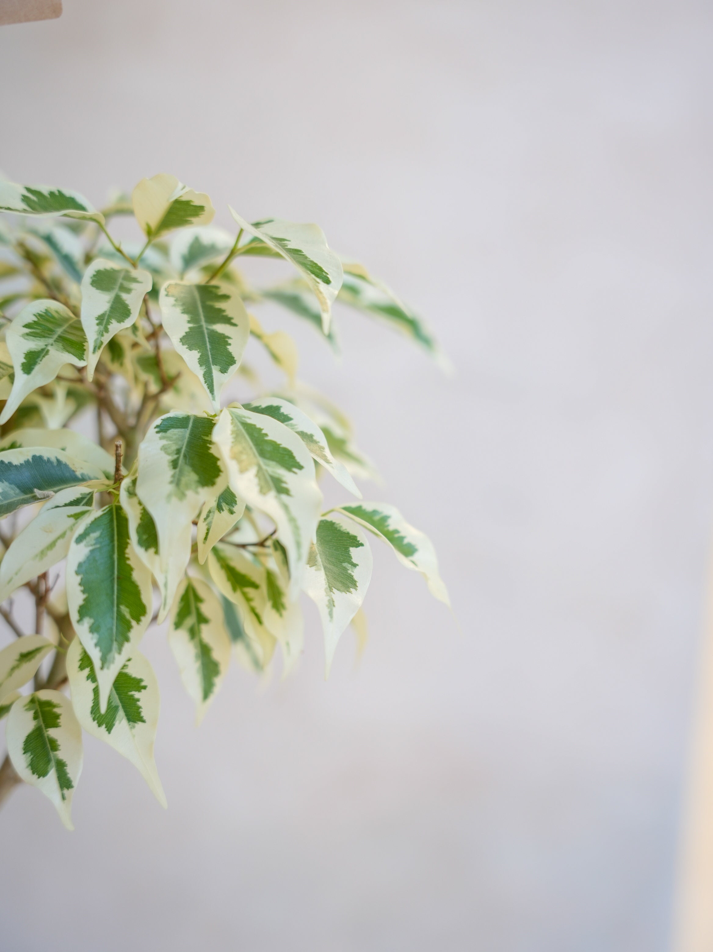 フィカス・ベンジャミン・スターライト 7号｜一点限り｜観葉植物販売