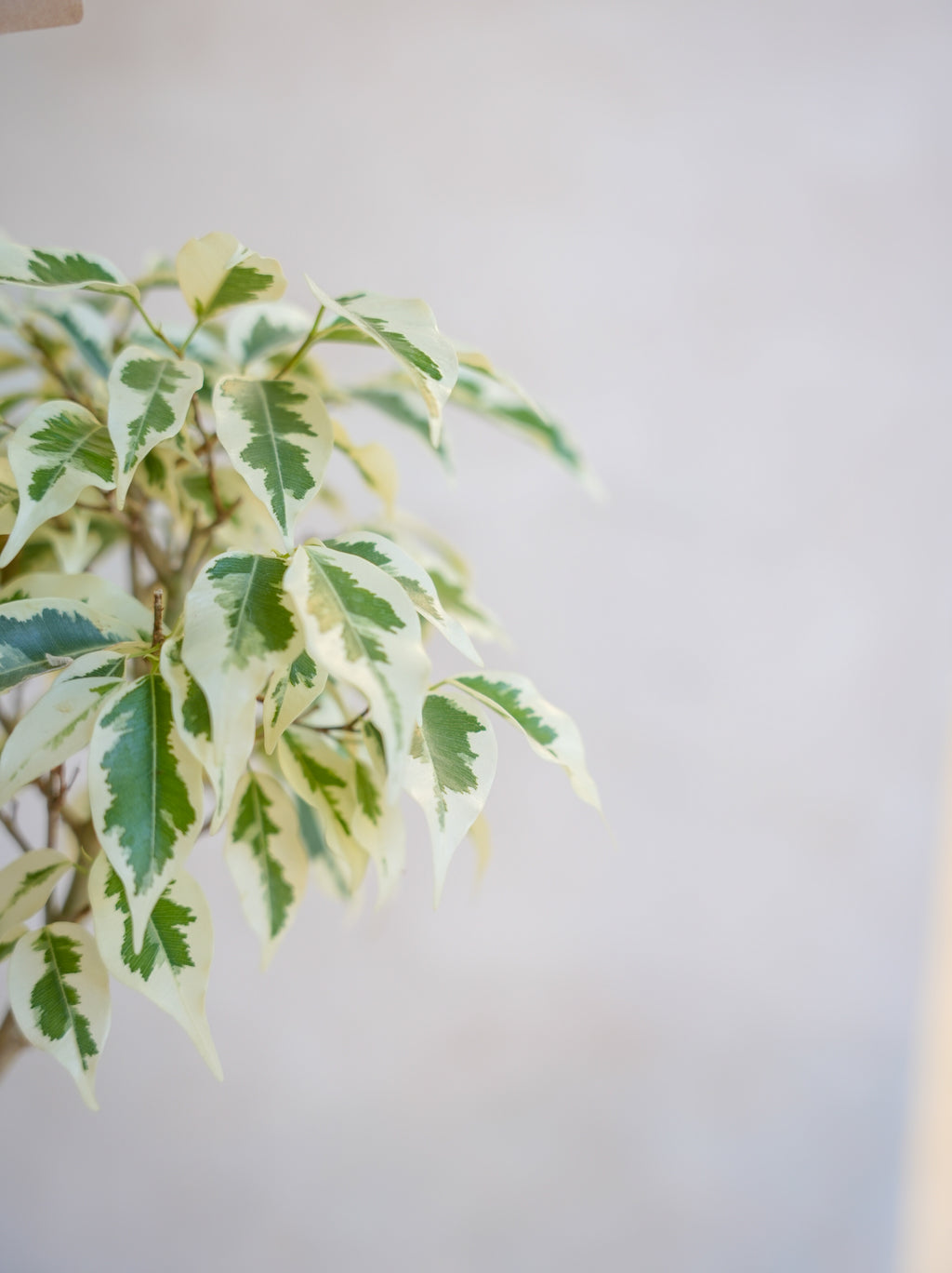 フィカス・ベンジャミン・スターライト 7号｜一点限り｜観葉植物販売 mamidori