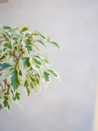 フィカス・ベンジャミン・スターライト 7号｜一点限り｜観葉植物販売 mamidori