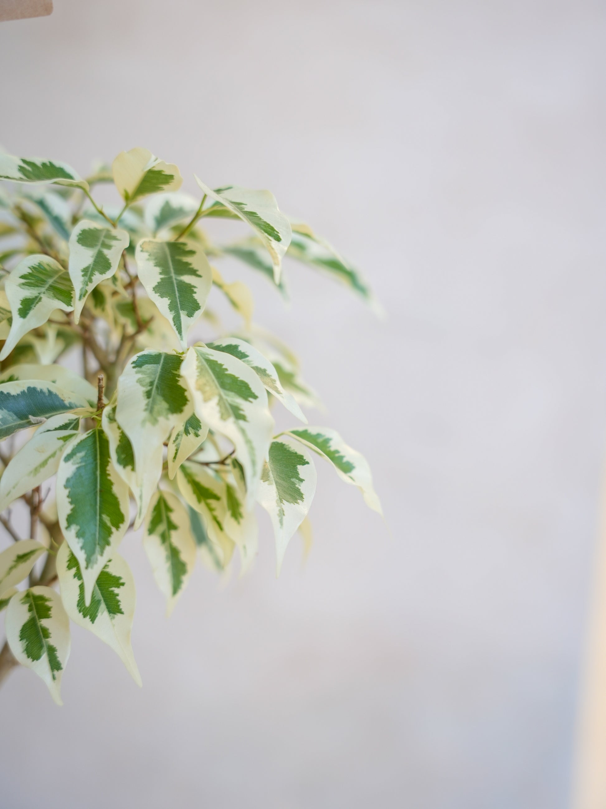 フィカス・ベンジャミン・スターライト 7号｜一点限り｜観葉植物販売 mamidori