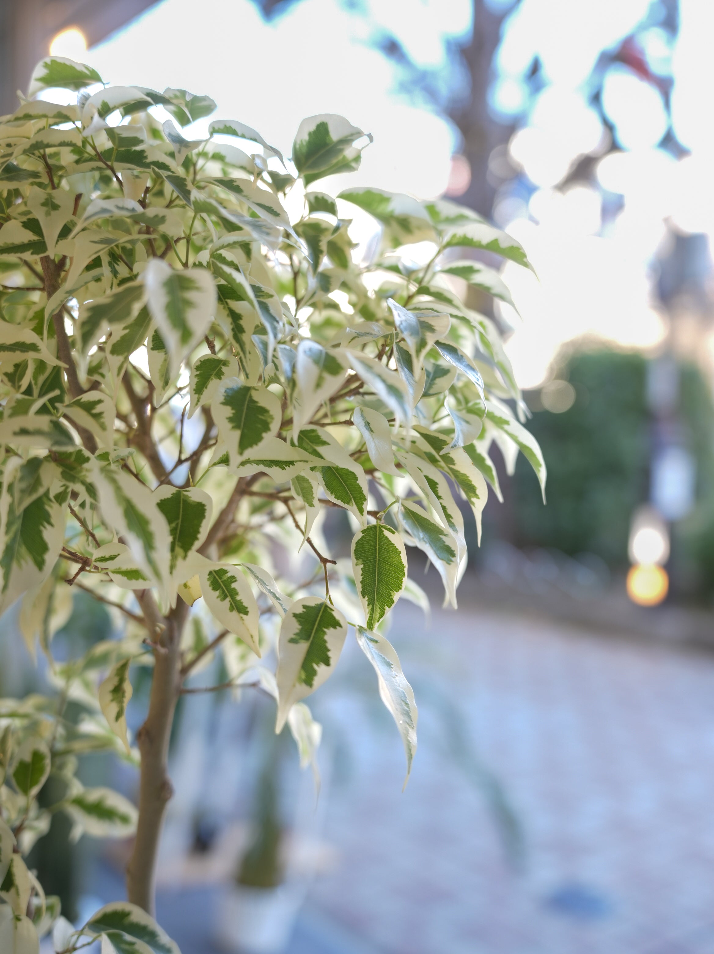 フィカス・ベンジャミン・スターライト 7号｜一点限り｜観葉植物販売 mamidori