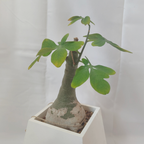 アデニア・グラウカ