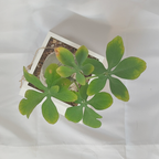 アデニア・グラウカ