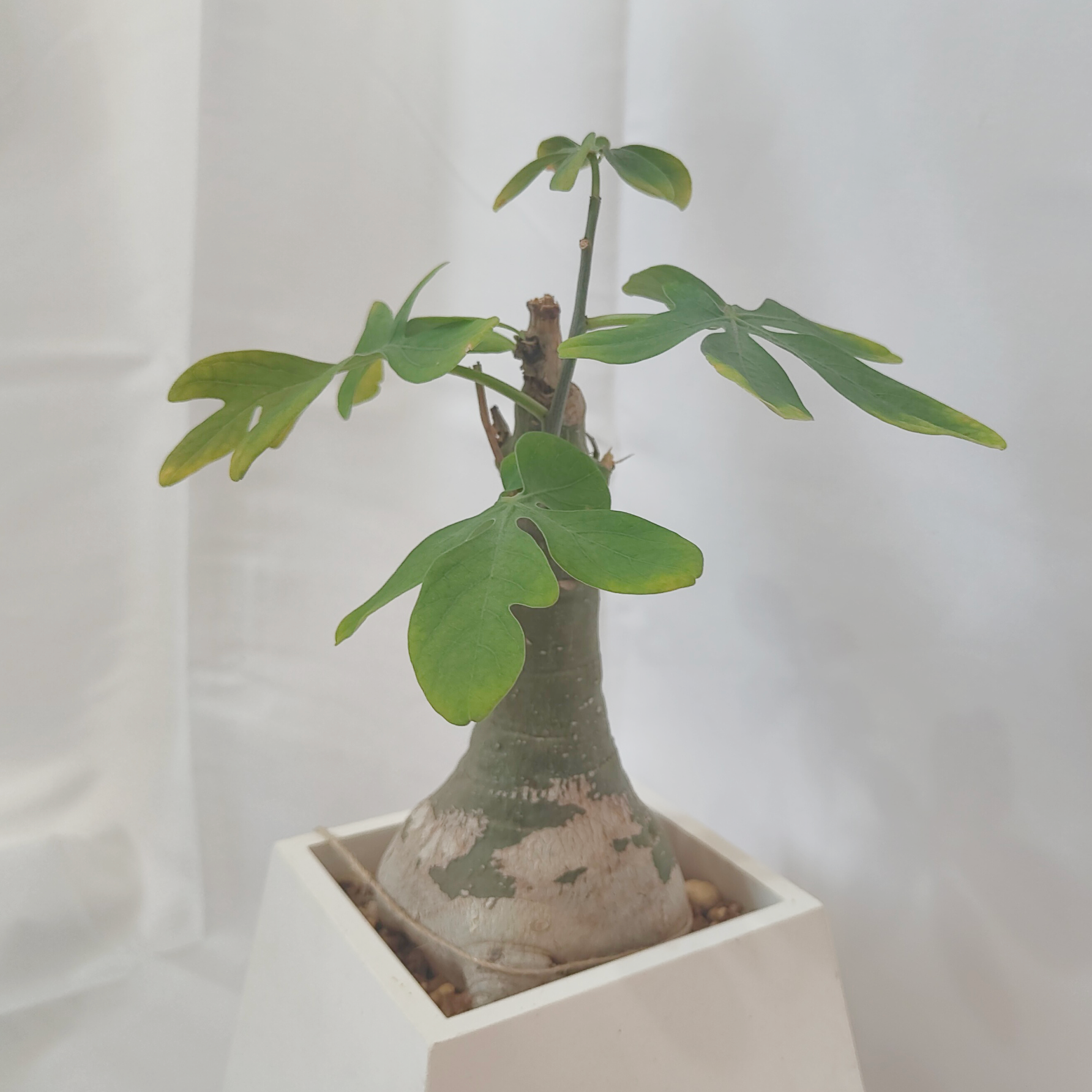 アデニア・グラウカ