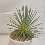 アガベ・ストリクタ