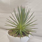 アガベ・ストリクタ