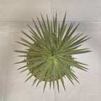 アガベ・ストリクタ