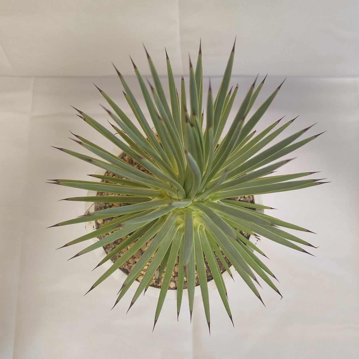 アガベ・ストリクタ