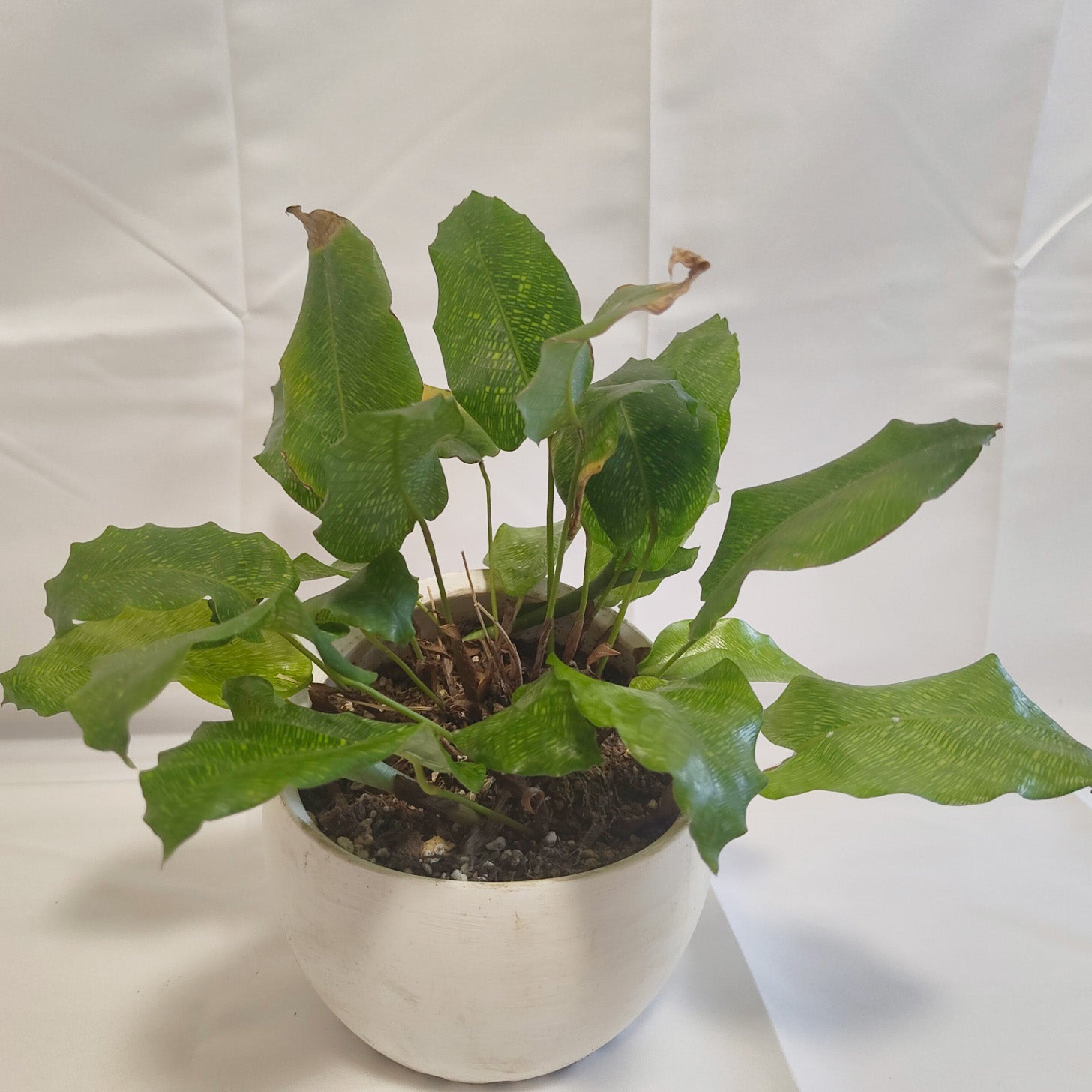 カラテア　ムサイカ