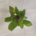 カラテア　ムサイカ