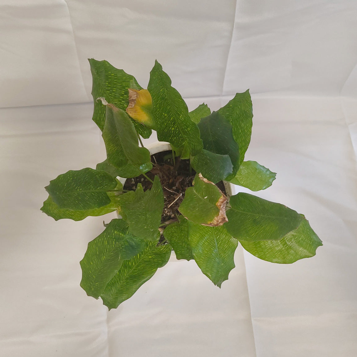 カラテア　ムサイカ