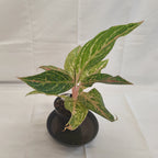 アグラオネマ ピンクバタフライ