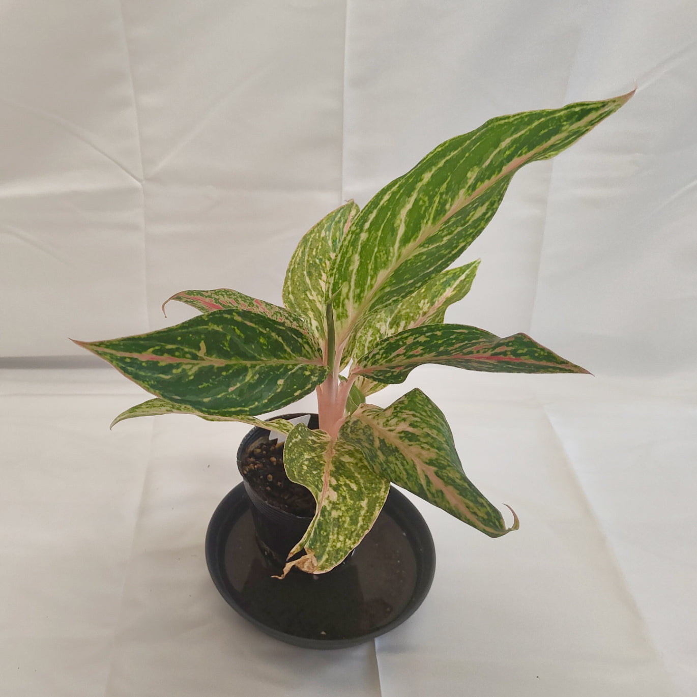 アグラオネマ ピンクバタフライ