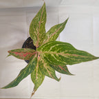 アグラオネマ ピンクバタフライ