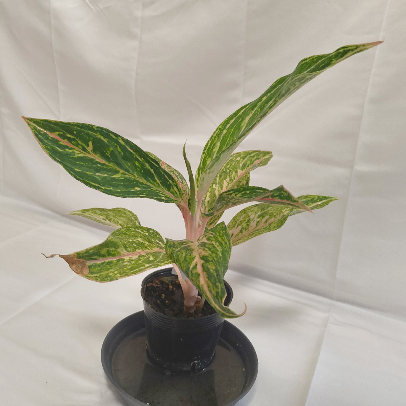 アグラオネマ ピンクバタフライ