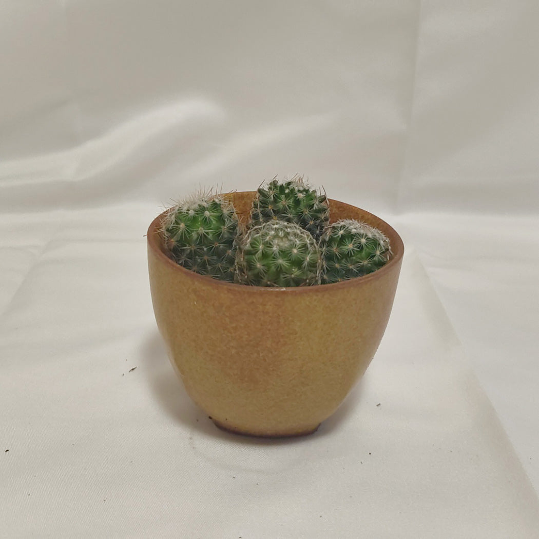 マミラリア　マツダエ