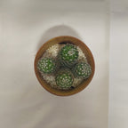 マミラリア　マツダエ