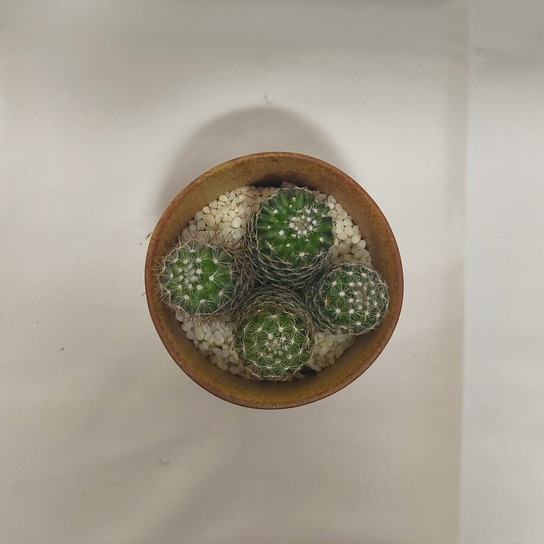 マミラリア　マツダエ