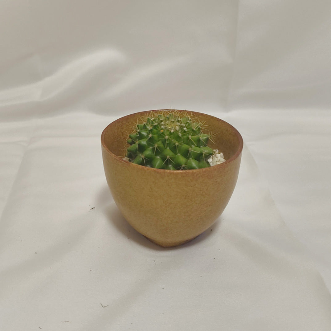 マミラリア 金洋丸