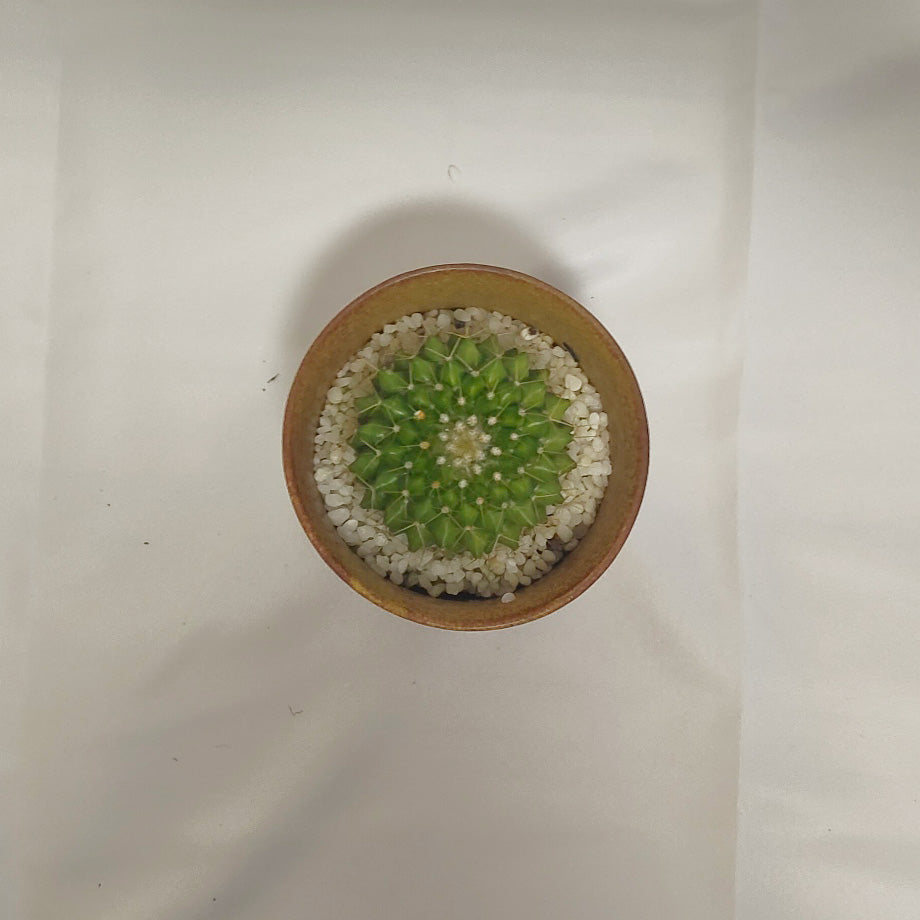 マミラリア 金洋丸