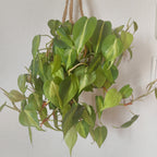 フィロデンドロン・ブラジル