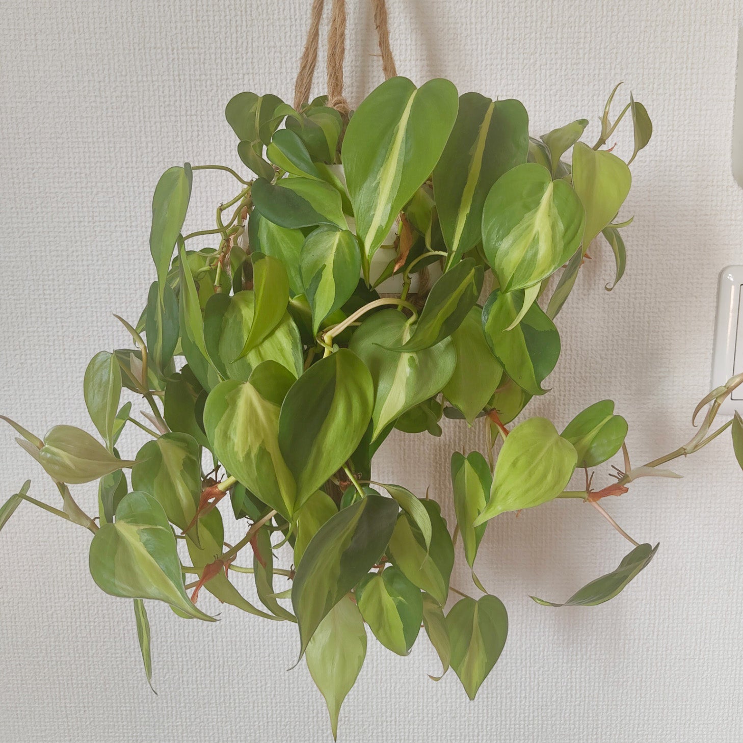 フィロデンドロン・ブラジル