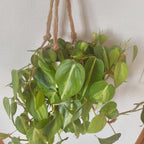 フィロデンドロン・ブラジル