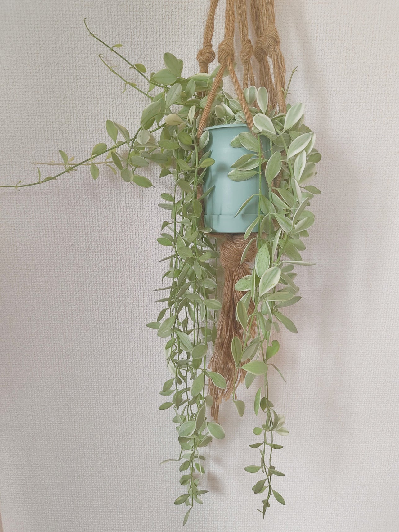 ディスキディア