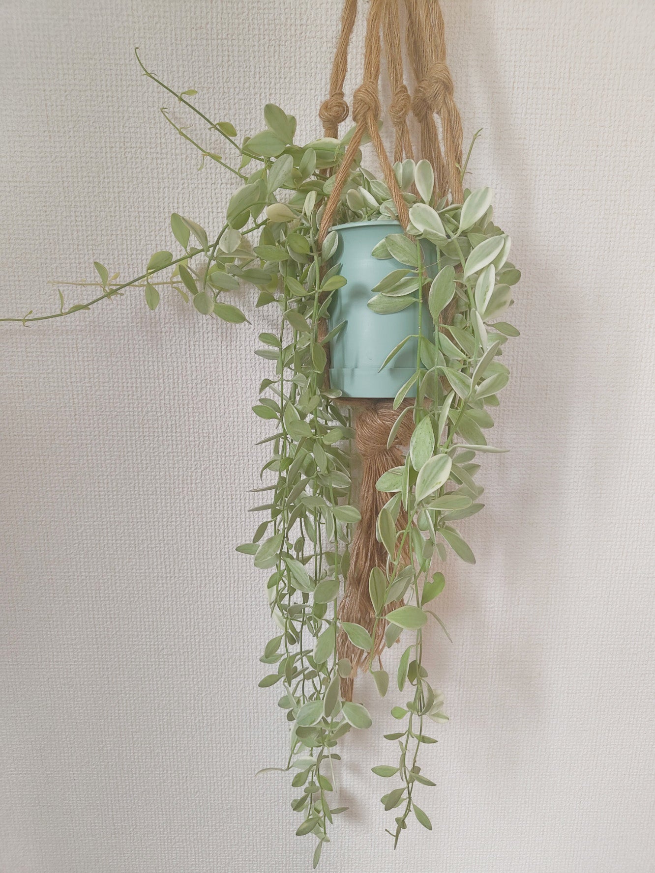 ディスキディア