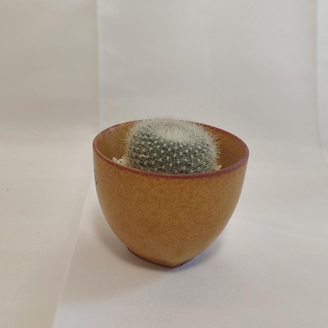 雪晃