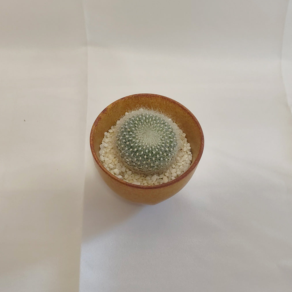 雪晃