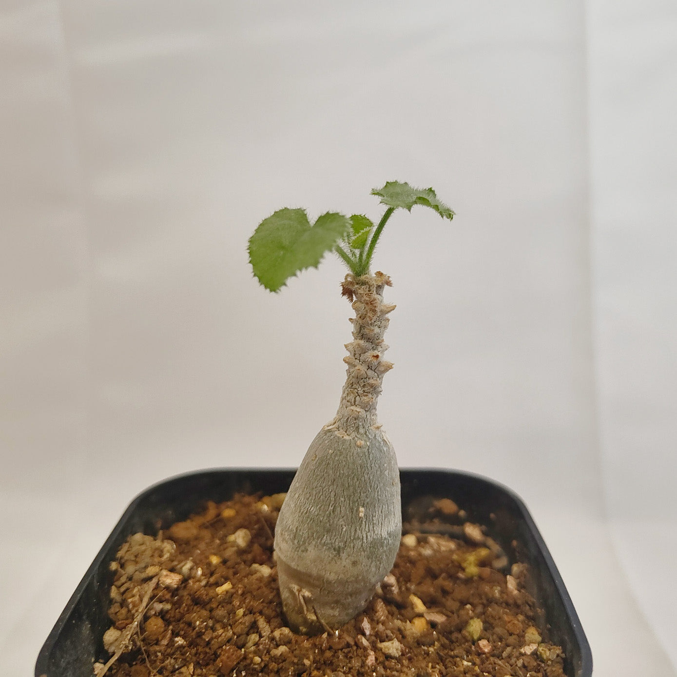 ドルステニア ギガス