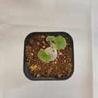 ドルステニア ギガス