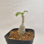 ドルステニア ギガス