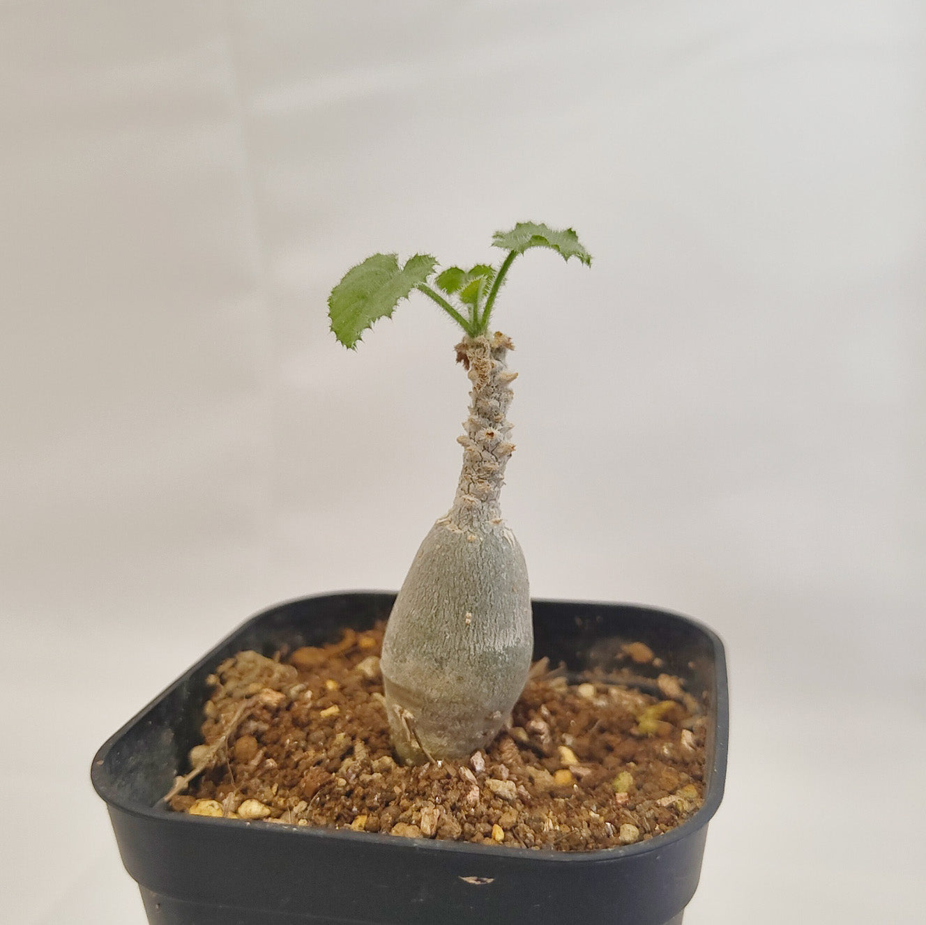 ドルステニア ギガス