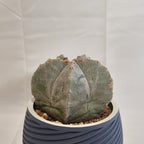 アストロフィツム ミリオスティグマ”恩塚鸞鳳玉"